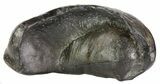 Fossil Whale Ear Bone - Miocene #63522-1